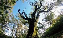 ブナ林ガイドツアー(4~11月)