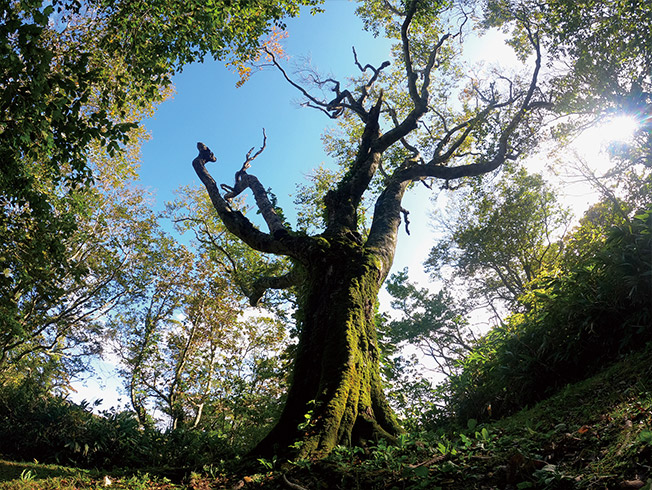 ブナ林ガイドツアー(4～10月)